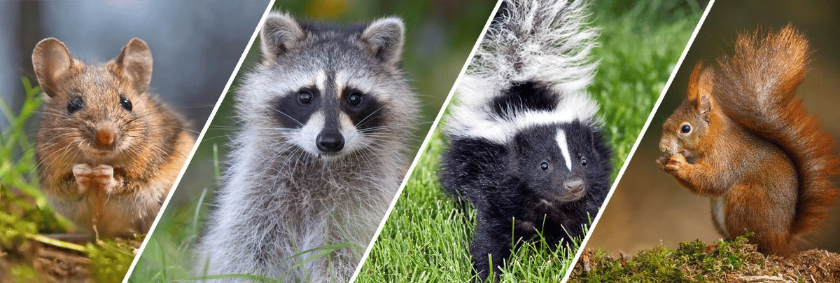 Wildlife Removal
